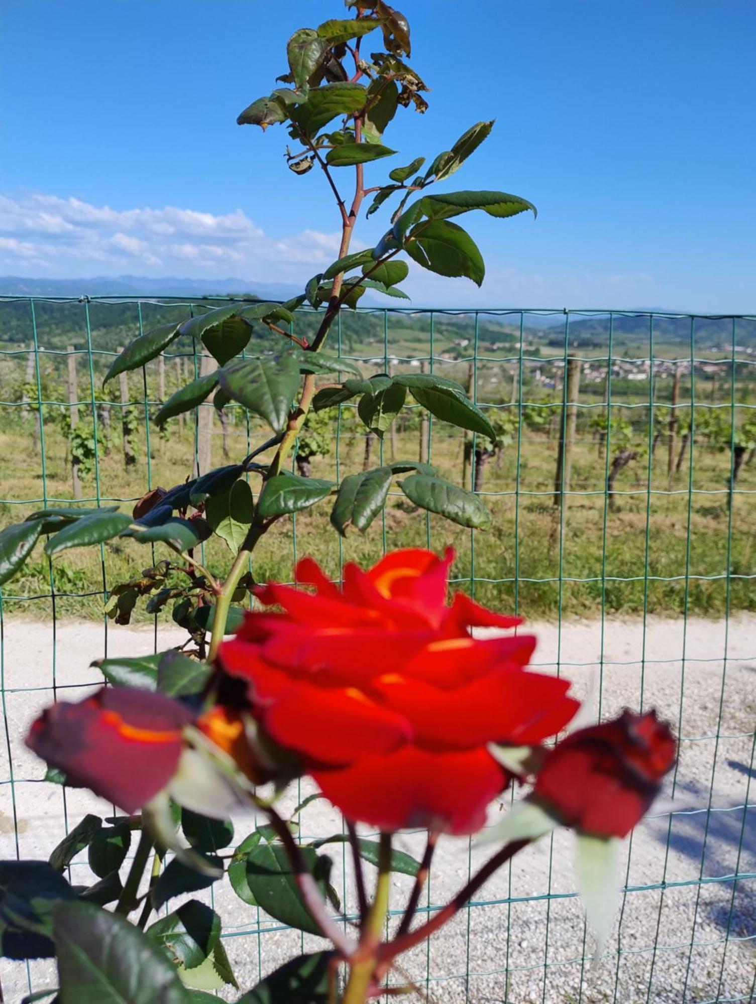 Le Badie Wine Resort Rosazzo Eksteriør billede